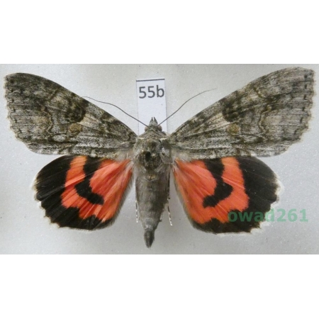 Catocala nupta (Linnaeus, 1767) Czech55b